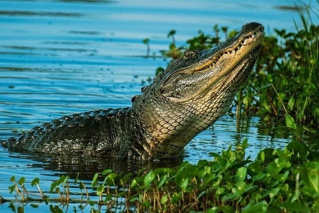  Private Everglades Tour: Explore the Beauty of the Everglades - Photo 1 of 5